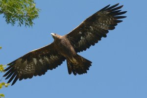 Golden eagle, low flight