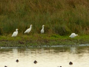 4 Cattle Egrets at Burton