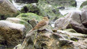 Water Pipit