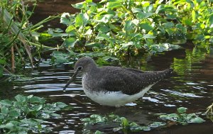 Green Sandpiper