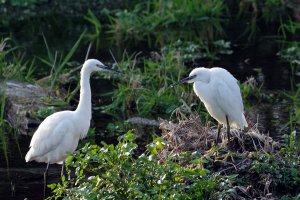 2 Little Egrets