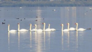 Mute Swans