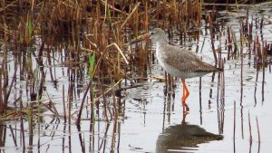 Spotted Redshank