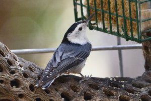 White-breasted Nuthatch, Interior West