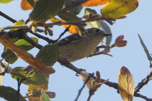 Acadian Flycatcher