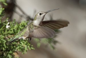 Black-chinned Hummingbird, Female