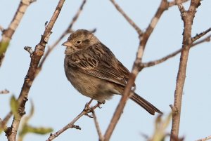 Brewer's Sparrow