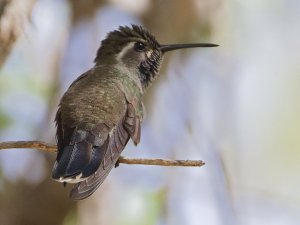 Blue-throated Hummingbird