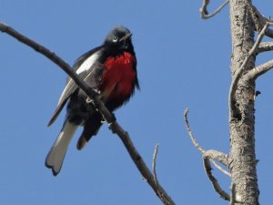 Painted Redstart