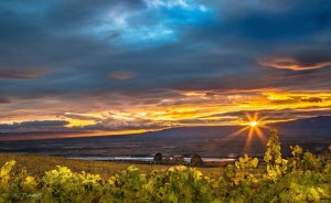 Vines over the Columbia River