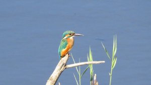 Kingfisher