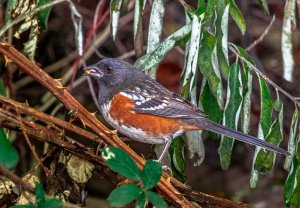 Spotted Towhee