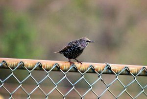Juvenile starling on fence