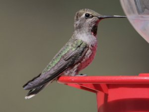 Anna's Hummingbird, Female