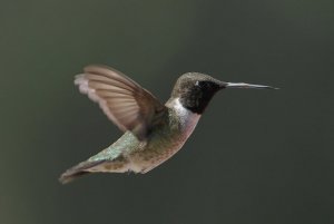 Black-chinned Hummingabird