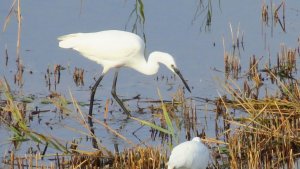 Little Egret