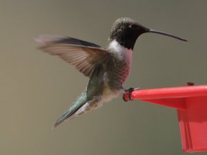 Black-chinned Hummingabird