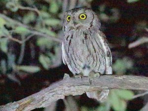 Western Screech-Owl, Great Plains