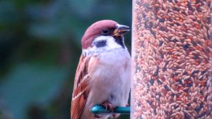 Tree Sparrow