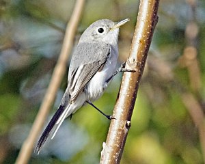 Blue-gray Gnatcatcher