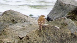 Water Pipit