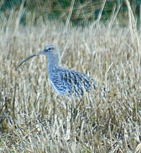 Curlew, I think.St Merry today