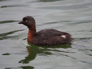 New Zealand Dabchick