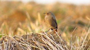 Redstart (female)