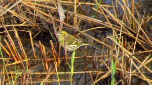 Siskin