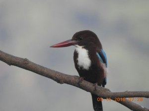 White throated kingfisher