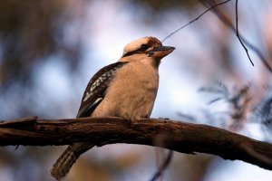 Kookaburra