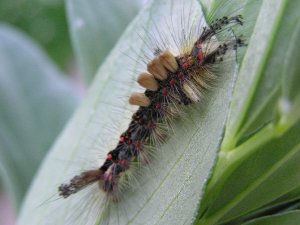 Vapourer Caterpillar