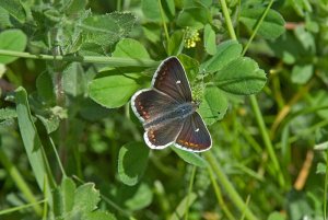 Northern Brown Argus