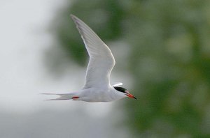 Common Tern