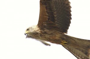 Red Kite