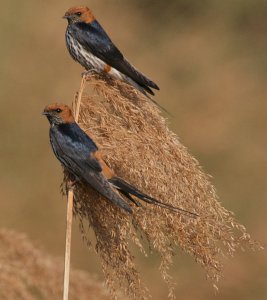 Lesser striped swallow