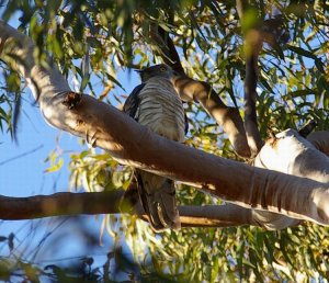 Pacific Baza Aviceda subcristata