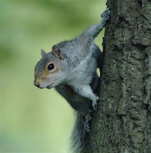 Another Edinburgh squirrel