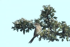 Common whitethroat and may blossom