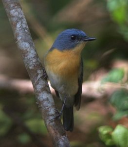 Tickells Blue Flycatcher