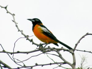 Venezuelan Troupial