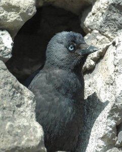 Jackdaw