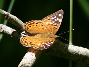 Hackberry Emperor