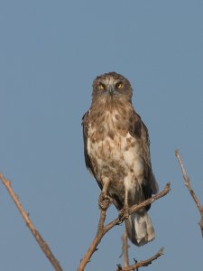 Short-toed eagle