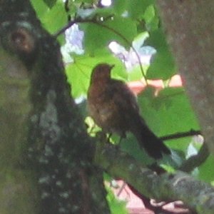 Blackbird (juvenile)