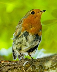 Young Robin