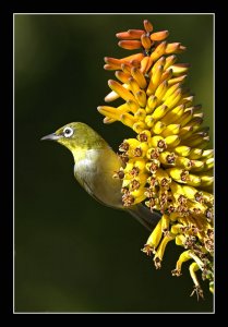 Cape White-eye