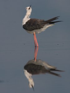 Black winged stilt