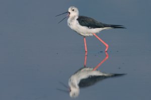 Black winged stilt