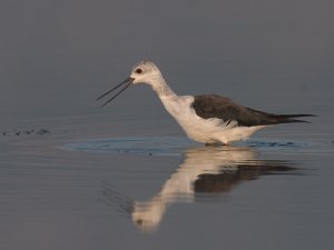 Black winged stilt